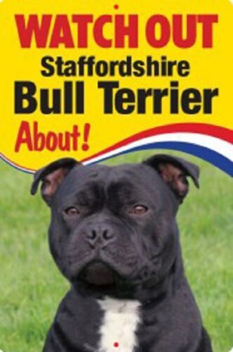 Staffordshire bull terrier - bull,